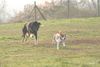 Beagle Foto: Hilfe !!! (ID 26807) Beagle Hund