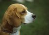 Beagle Foto: Sammy (ID 12709) Beagle Hund