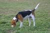 Beagle Foto: Stella (ID 26808) Beagle Hund