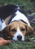 Beagle Foto: Beaglehündin Drixi (ID 8159) Beagle Hund