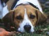 Beagle Foto: Beaglehündin Drixi (ID 8158) Beagle Hund