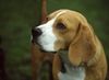 Beagle Foto: Sammy (ID 12710) Beagle Hund