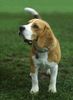 Beagle Foto: Sammy (ID 12711) Beagle Hund