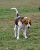 Beagle Foto: Ätsch (ID 26810) Beagle Hund