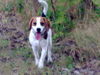 Beagle Hund