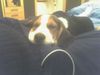 Beagle Foto: endlich ruhe! Max (7er Monat) (ID 32323) Beagle Hund