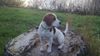 Beagle Foto: chuck am rhein 2 (ID 45404) Beagle Hund