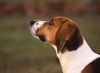 Beagle Foto: Beaglehündin Drixi (ID 8160) Beagle Hund