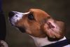 Beagle Foto: Beaglehündin Drixi hat ganz schnell herausgefunden, daß es auch in fremden Taschen Leckerlis gibt (ID 8161) Beagle Hund