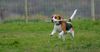 Beagle Foto: ich muss mein Stocki retten (ID 26294) Beagle Hund