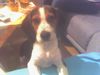 Beagle Foto: ich bin ganz schön neugirig! Max (8er Monat) (ID 32324) Beagle Hund