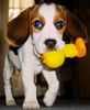 Beagle Foto: Barney 3 Monate alt (ID 36236) Beagle Hund