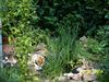 Beagle Foto: Whyski, eine 10 Monate alte Hündin aus einem 8.er Wurf (ID 13020) Beagle Hund