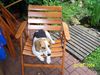 Beagle Foto (ID 13041) Beagle Hund