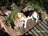 Beagle Foto: Whyski (ID 14025) Beagle Hund