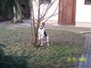 Beagle Foto: Whisky (ID 25297) Beagle Hund
