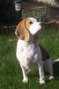 Beagle Foto: Typisch Beagle ;o) (ID 35495) Beagle Hund