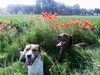 Beagle Foto: Sammy mit Freund arco (Weimaraner) (ID 14483) Beagle Hund
