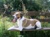 Beagle Foto: Sammy 2 1/2 Jahre Pointer-Beagle Mix (ID 14482) Beagle Hund