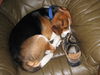 Beagle Foto: unser kleiner dieb mit seiner beute. :-) (ID 25406) Beagle Hund
