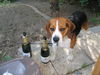 Beagle Foto (ID 25405) Beagle Hund