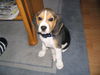 Beagle Foto (ID 35013) Beagle Hund