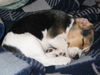 Beagle Foto (ID 35015) Beagle Hund