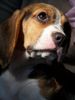 Beagle Hund