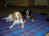 Beagle Foto (ID 25468) Beagle Hund