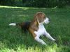 Beagle Foto: Sturer Charly mal ganz lieb!!!! (ID 22448) Beagle Hund
