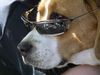 Beagle Foto: Cool Charly (ID 22449) Beagle Hund