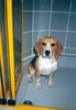 Beagle Foto: Under the shower.... :) (ID 13577) Beagle Hund