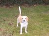 Beagle Foto: Bobby im Garten (ID 29643) Beagle Hund