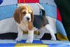 Beagle Foto: Snoopy 8 Wochen alt (ID 22289) Beagle Hund