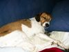 Beagle Foto: Sammy am Schlafen (ID 14484) Beagle Hund