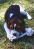 Beagle Foto: ... auch das kriege ich noch kaputt! (ID 15983) Beagle Hund