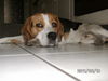 Beagle Hund