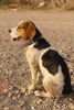 Beagle Foto: Ich bin ein kleiner Dreckspatz... (ID 33622) Beagle Hund