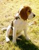 Beagle Foto (ID 15982) Beagle Hund