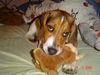 Beagle Foto (ID 8558) Beagle Hund