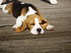 Beagle Foto: unser kleiner pelle.. (ID 35119) Beagle Hund