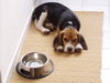 Beagle Foto: Benny ist satt (ID 28250) Beagle Hund