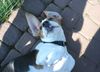 Beagle Foto: Pepe spielt (ID 18317) Beagle Hund