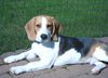 Beagle Foto: PEPE (ID 18318) Beagle Hund