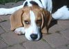 Beagle Foto: Pepe (ID 18458) Beagle Hund