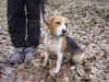 Beagle Foto: Leon nach der unautorisierten Jagd... (ID 22940) Beagle Hund