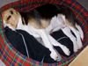 Beagle Foto: Benny schachmatt (ID 28249) Beagle Hund