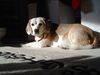 Beagle Foto: In Loving Memorie - Stella (ID 22762) Beagle Hund