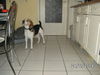 Beagle Hund