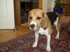 Beagle Foto: das is meine Nelly (ID 15757) Beagle Hund